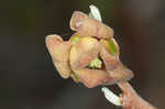 Smallflower pawpaw